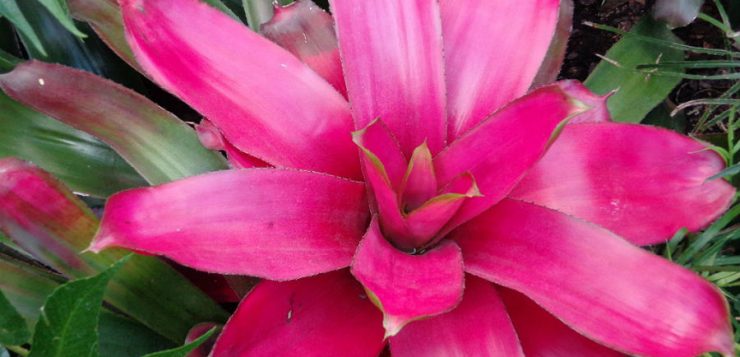 Bromeliile