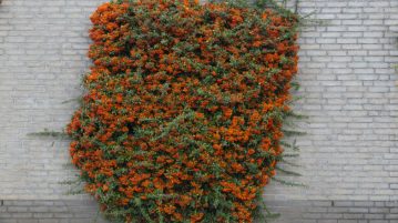 Pyracantha