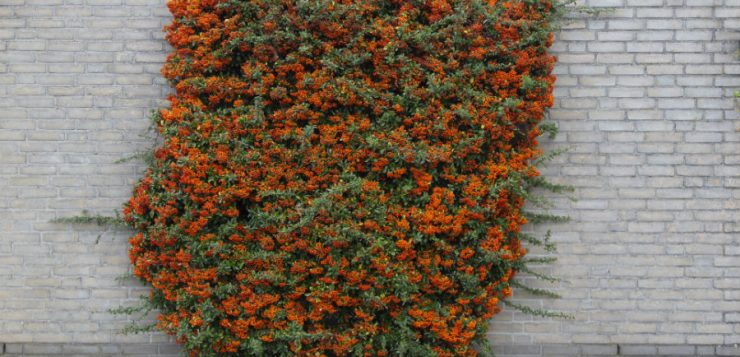 Pyracantha