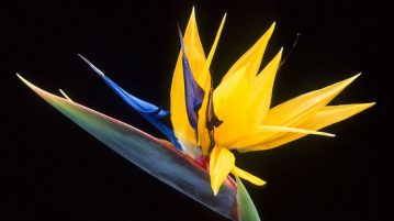 Strelitzia