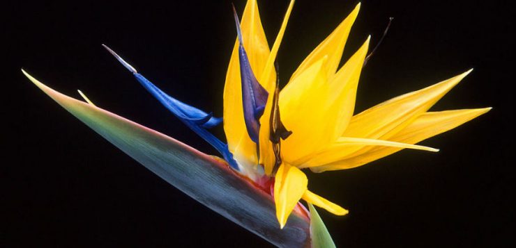 Strelitzia