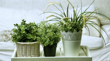 Bolile plantelor de apartament