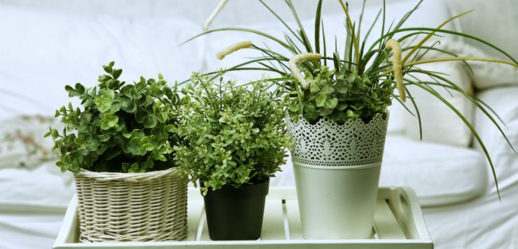Bolile plantelor de apartament