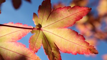 frunze uscate, toamana, frunza colorata in galben