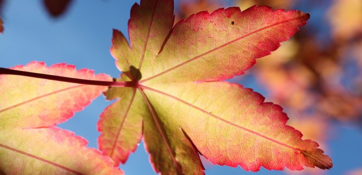 frunze uscate, toamana, frunza colorata in galben