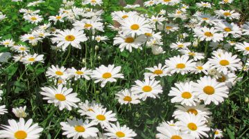 flori frumoase margarete