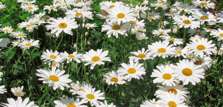 flori frumoase margarete