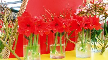 Hippeastrum in vaze transparente