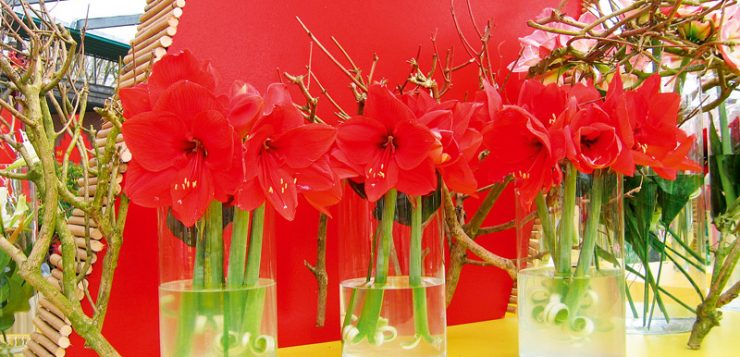 Hippeastrum in vaze transparente