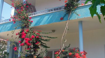 bougainvillea pe fatada unei case