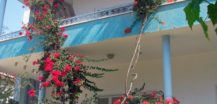 bougainvillea pe fatada unei case