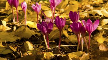 Colchicum