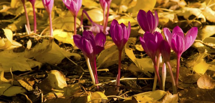 Colchicum