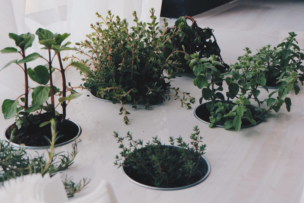 plante aromatice