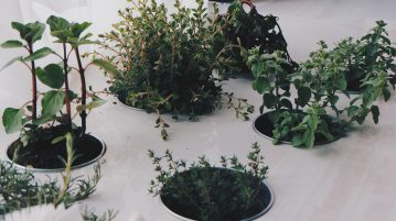 plante aromatice