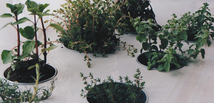 plante aromatice