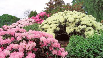 rododendroni diverse culori