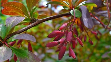 berberis