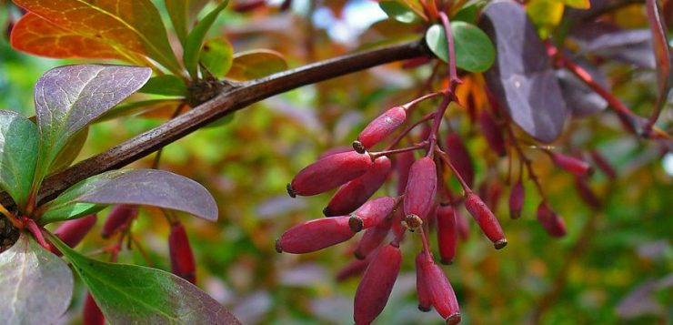 berberis