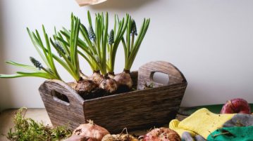 Sărbătoreşte iarna cu flori de primăvară