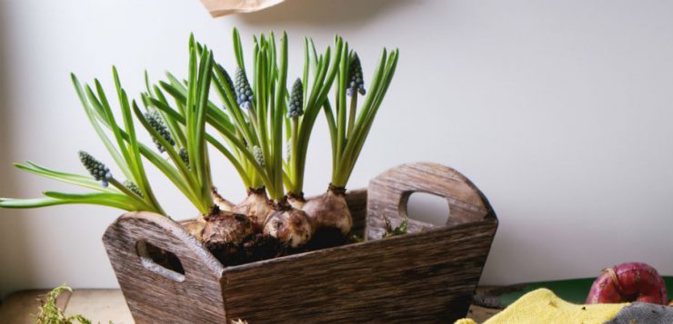 Sărbătoreşte iarna cu flori de primăvară