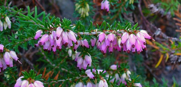 Erica, sfaturi de îngrijire