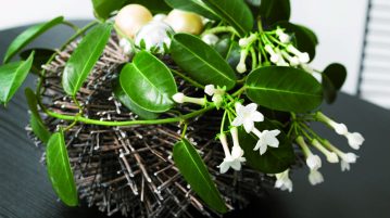 Plante parfumate