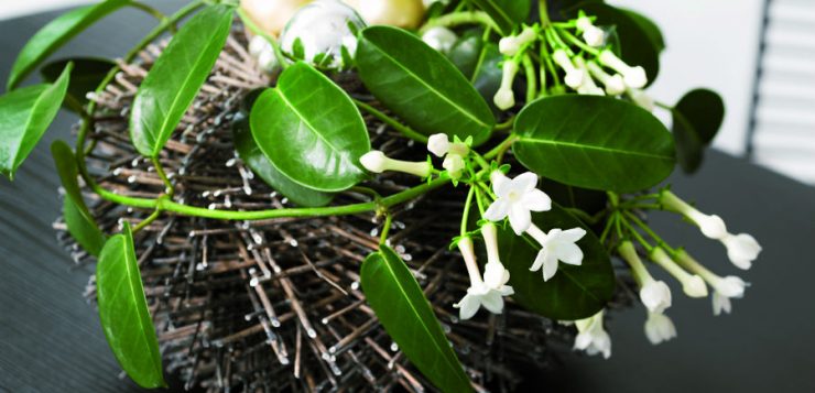 Plante parfumate