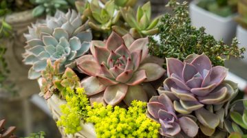 Plante suculente