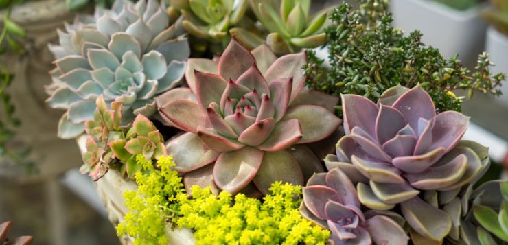 Plante suculente