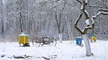 Îngrijește grădina în timpul iernii
