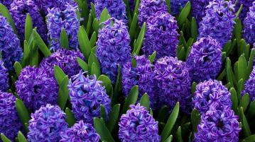 hyacinthus
