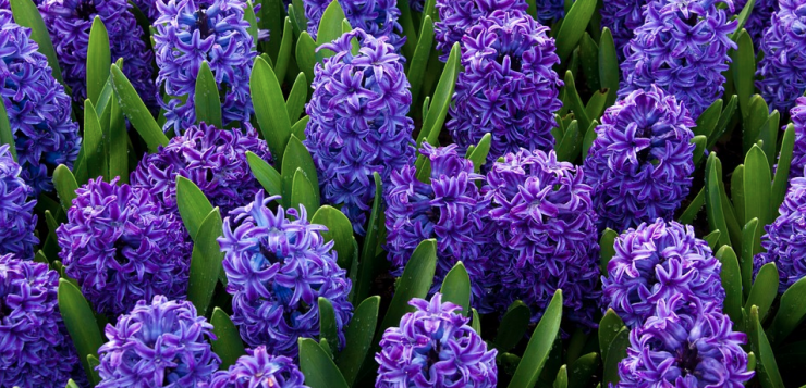 hyacinthus
