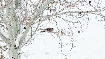 Îngrijirea arborilor și arbuștilor la final de iarnă