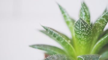 Plante ornamentale