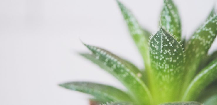 Plante ornamentale