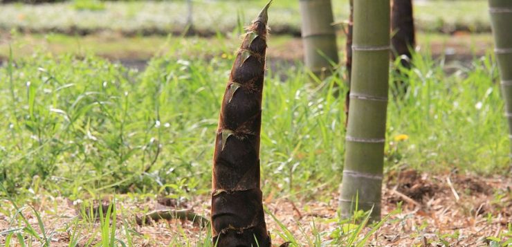Bambusul comestibil