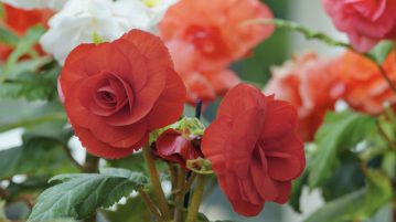 De ce suferă begonia