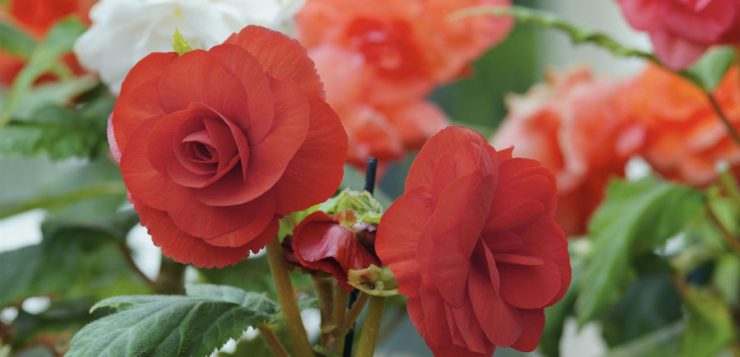 De ce suferă begonia