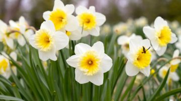 Bolile narciselor