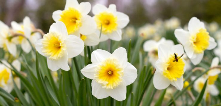 Bolile narciselor