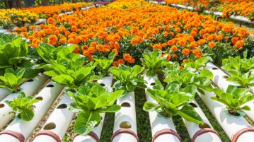 Cum pot crește plantele fără pământ