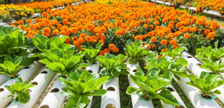 Cum pot crește plantele fără pământ