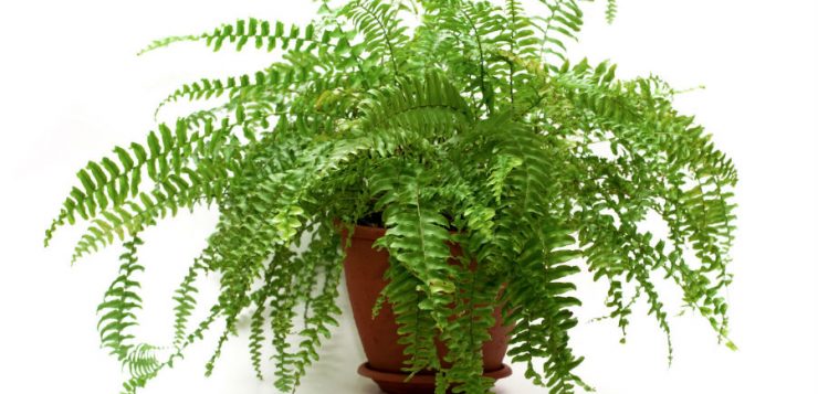 Plante potrivite pentru un balcon nordic