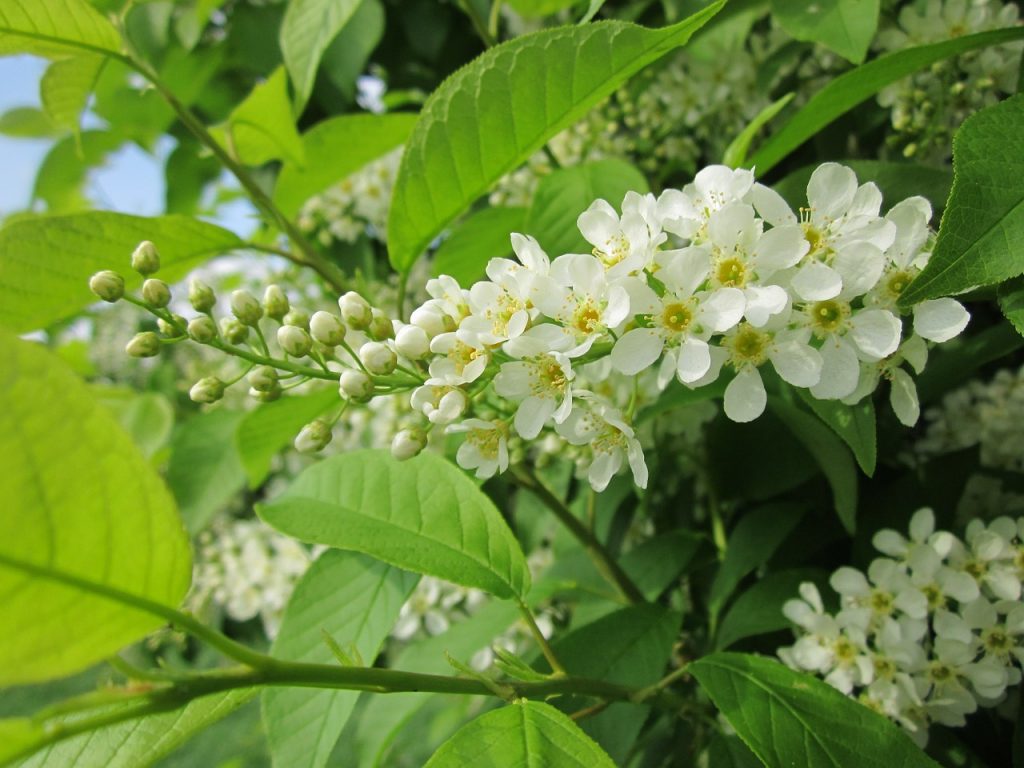 malinul, pom in gradina, pom cu flori