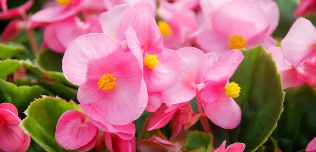 begonia