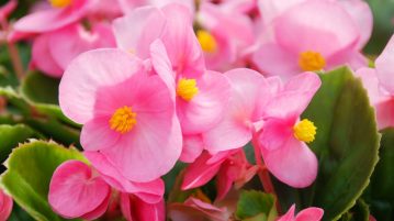 begonia