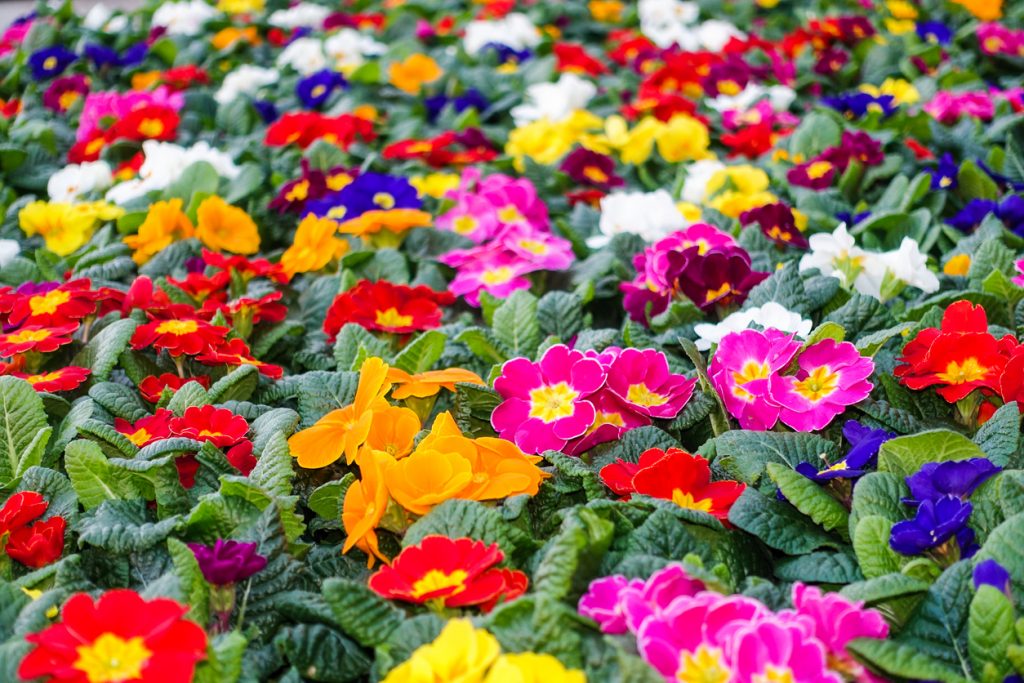 primula