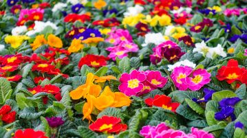 primula