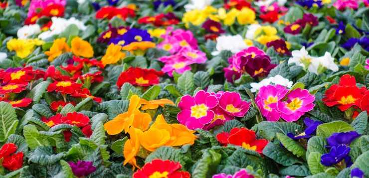 primula